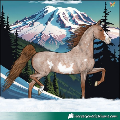 Horse Color:Red Roan Frame