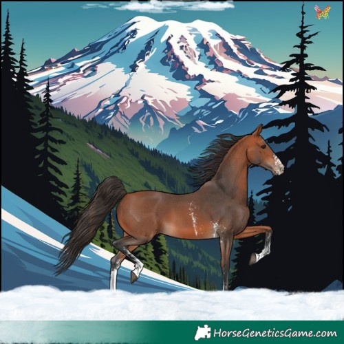 Horse Color:Bay Sabino 