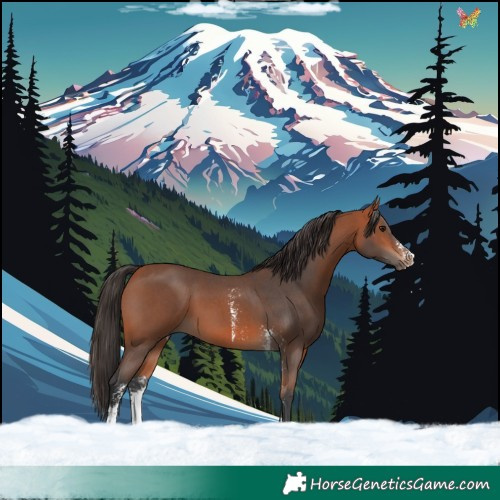 Horse Color:Bay Sabino 