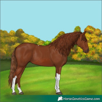 Horse Color:Chestnut Tobiano Rabicano