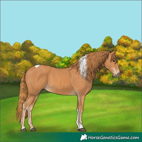 Horse Color:Chestnut Tobiano Rabicano 