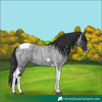 Horse Color:Blue Roan Tobiano Frame 