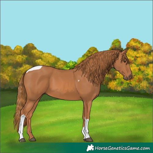Horse Color:Chestnut Tobiano Rabicano 