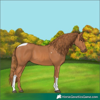 Horse Color:Chestnut Tobiano Rabicano 