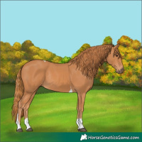 Horse Color:Chestnut Tobiano Rabicano 