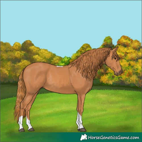 Horse Color:Chestnut Tobiano Rabicano 