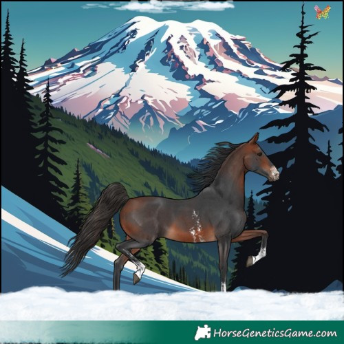Horse Color:Bay Sabino