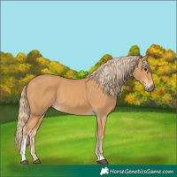 Horse Color:Chestnut Tobiano Rabicano 