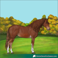 Horse Color:Chestnut Tobiano Rabicano 