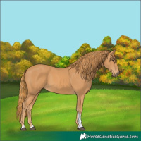 Horse Color:Chestnut Tobiano Rabicano 