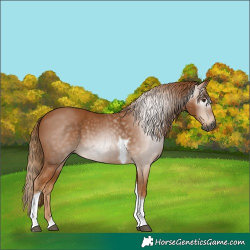 Horse Color:Gray Chestnut Tobiano Rabicano 