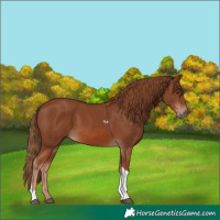 Horse Color:Chestnut Tobiano Rabicano 