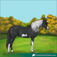 Horse Color:Black Tobiano Frame