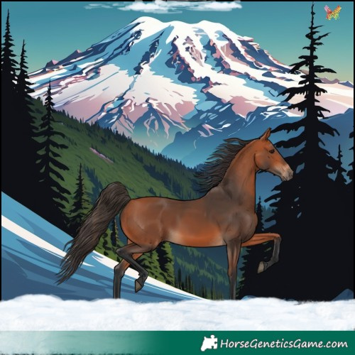 Horse Color:White Spotted Bay