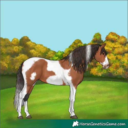 Horse Color:Bay Tobiano Frame 