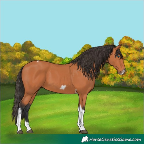 Horse Color:Bay Tobiano Frame 