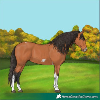 Horse Color:Bay Tobiano Frame 