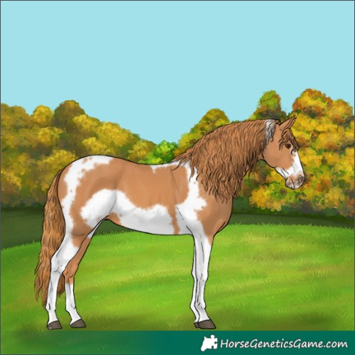 Horse Color:Chestnut Tobiano Frame
