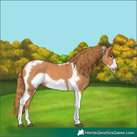 Horse Color:Chestnut Tobiano Frame