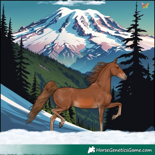 Horse Color:White Spotted Chestnut