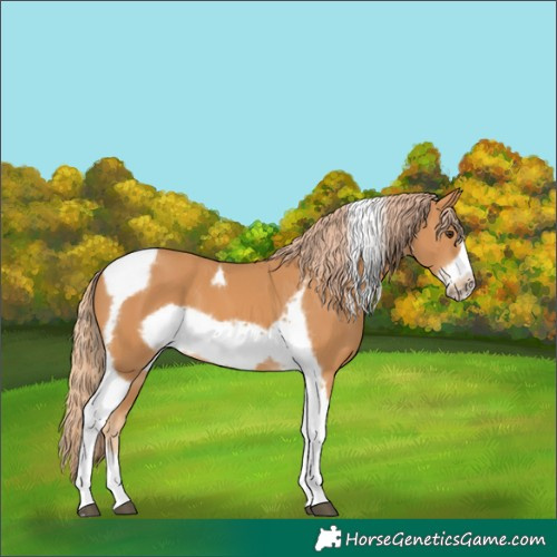 Horse Color:Chestnut Tobiano Frame