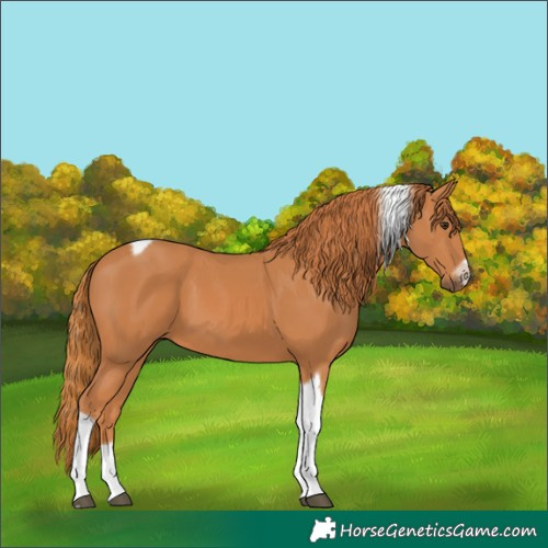 Horse Color:Chestnut Tobiano Frame