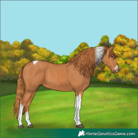 Horse Color:Chestnut Tobiano Frame 