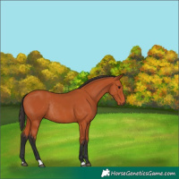Horse Color:Bay Rabicano 