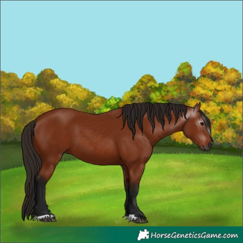 Horse Color:Gray Bay 
