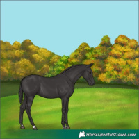 Horse Color:Smoky Black 