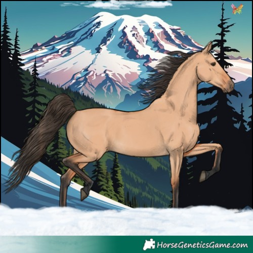 Horse Color:Bay Dun 