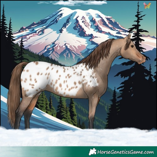 Horse Color:Bay Dun Appaloosa 
