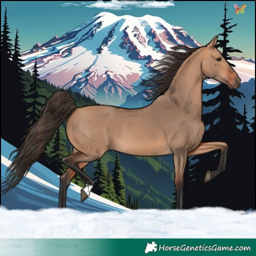 Horse Color:Bay Dun