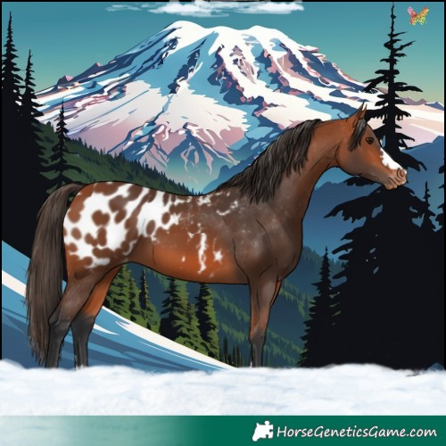 Horse Color:Bay Appaloosa 