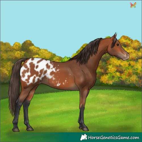 Horse Color:Bay Appaloosa 