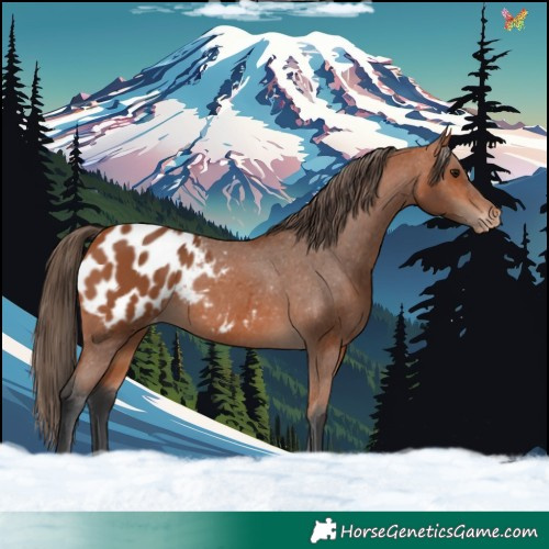 Horse Color:Bay Appaloosa 