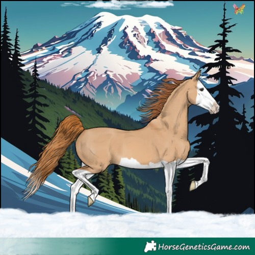 Horse Color:Red Dun Splash