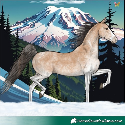 Horse Color:White Spotted Bay Dun Splash