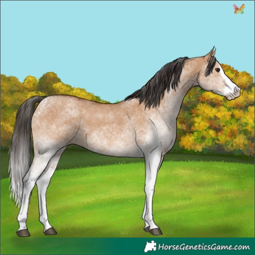 Horse Color:White Spotted Bay Dun Splash