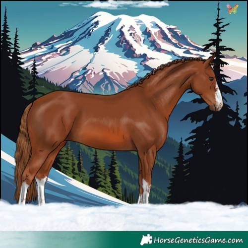 Horse Color:White Spotted Chestnut 