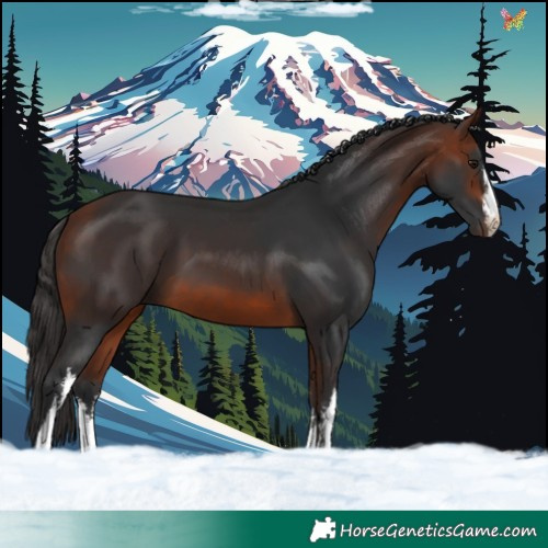 Horse Color:White Spotted Bay