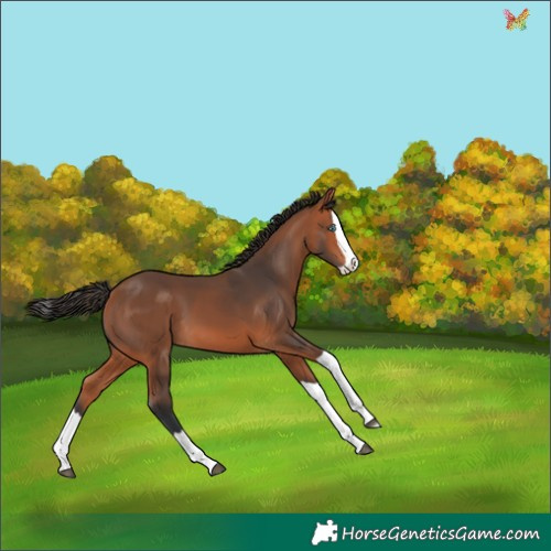 Horse Color:Bay Splash