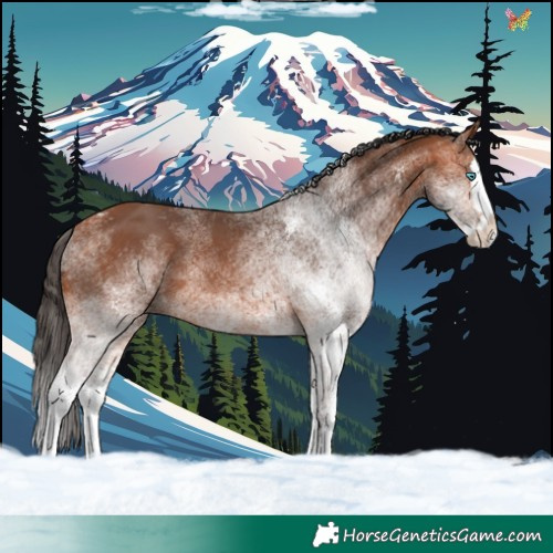 Horse Color:White Spotted Bay Splash 