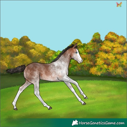 Horse Color:White Spotted Bay Splash