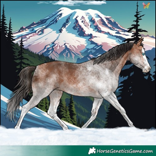 Horse Color:White Spotted Bay Splash 