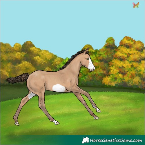 Horse Color:Amber Champagne Frame