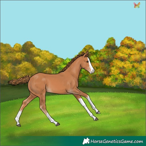 Horse Color:Chestnut Splash
