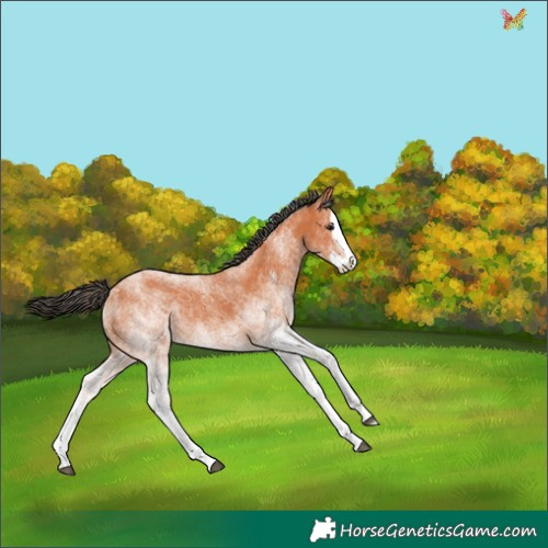 Horse Color:White Spotted Bay Splash 