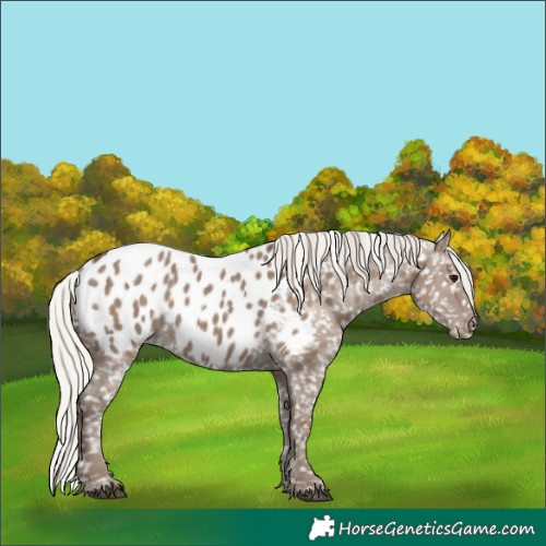 Horse Color:Silver Grullo Appaloosa