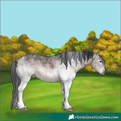 Horse Color:Unknown 